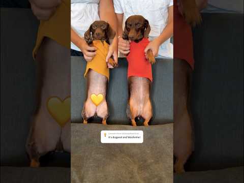 Dancing DACHSHUNDS are Dogpool and Wooferine! #minidachshund #funny #dachshund #cute #trend #dog