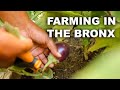 Community Improvement and Food Justice