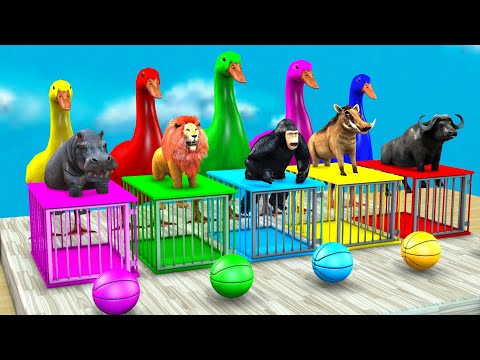 5 Giant Duck Basket Ball Game Game With Cow Elephant Lion Gorilla Hippo Wild Animal Escape Cage Game