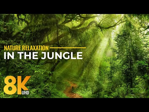 8K Virtual Jungle Visit – Hawaii Tropical Botanical Garden + Authentic Tropical Forest Sounds