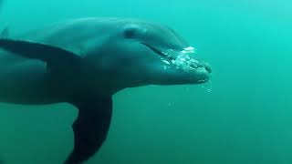 If I were an Animal - THE DAUPHIN | Full Episode 42 | Wild Animal World