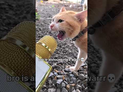 #88 Funny Cat videos 🐱🐱 #meowing #memes #cute