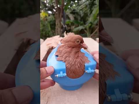 Kalapati Treatment #birds #kobutor #shorts #pigeon