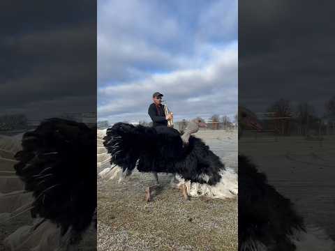 Jimmy’s New Years Dance!!!! #animalsofyoutube #newyear2024 #animals #dance #birds