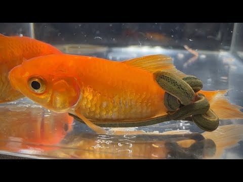 大量のヒルに吸血される生きた金魚