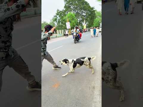 Dog is Best friend ever😢#dogclothes #funny #dogshorts #dogapparel #hardwork