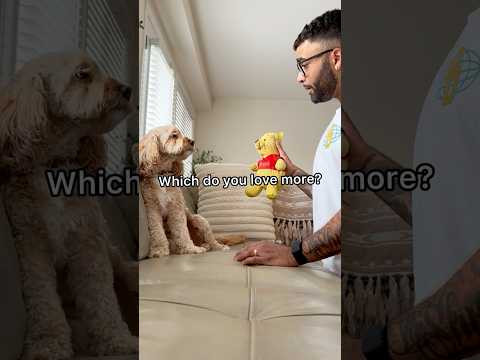 Mini Cockapoo Chooses Between Her Favourite Toy or Her Dad 😳