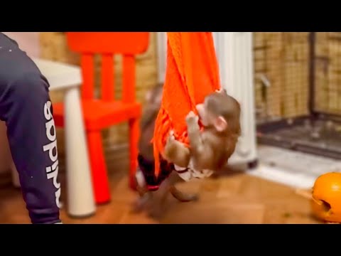 У Степы и Мани шмоточный бум. Вы посмотрите как Маня научилась прыгать с дивана!
