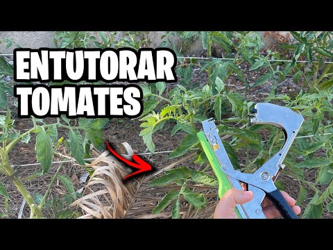 Como GUIAR TOMATES!! Secreto para un ENTUTORADO Fácil 🍅 Vlog #19 | La Huerta de Ivan