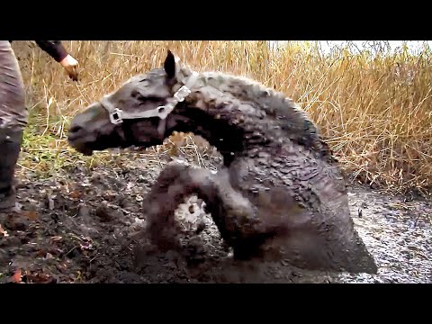 Rescue of Wild Horses from the Muddy Pit