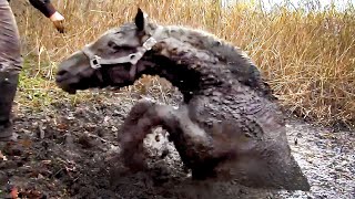 Rescue of Wild Horses from the Muddy Pit