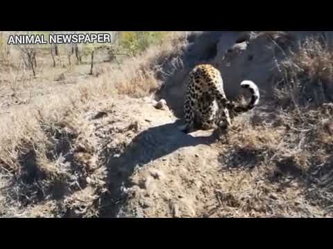 Leopardo vs Javaporco