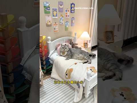 unboxing kamar Milo😯🎉 #kucing #kucingmilo