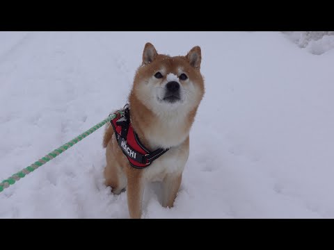 大雪すぎてヤル気が無くなる柴犬がかわいい。