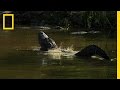 Alligator Bellowing Behavior and Purpose