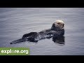 Sea Otters and Marine Ecosystems