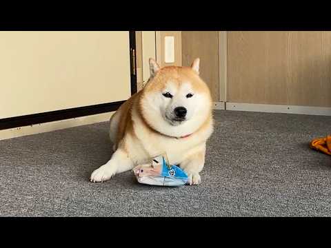 いたずらでとった物がだんだん邪魔になってきて、ななめに傾いていく柴犬