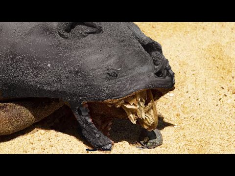 Mystery Creature found Under Bridge
