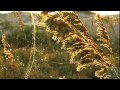 Conservation and Economy in Gulf of Mexico
