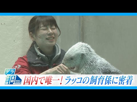 国内で２頭だけになった飼育ラッコ｢メイちゃん｣ ＆｢キラちゃん｣唯一の飼育係に密着