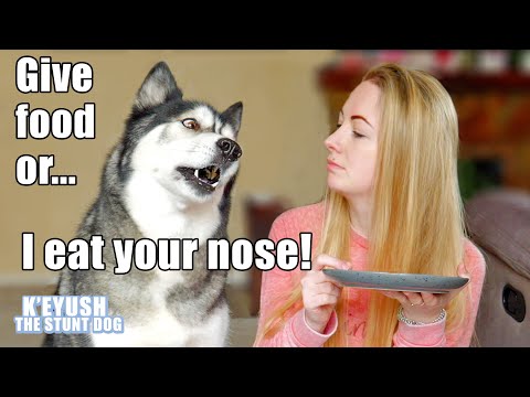 Eating Invisible Food in Front of My Dog! He BITES My NOSE!