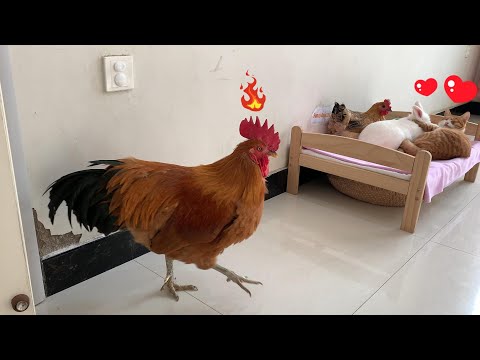 So funny! The rooster was very angry and he didn't allow the kitten to sleep with the rabbit.