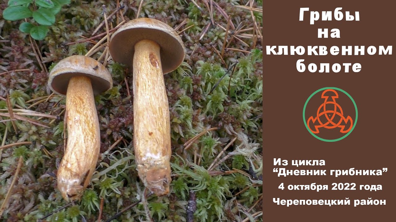 Грибы на клюквенном болоте. 4 октября 2022 года
