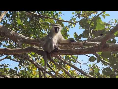 আফ্রিকান ভারভেট বানর পরিচিতি | African Varvet Monkey