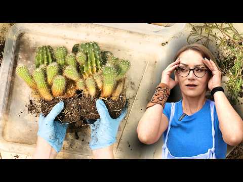 Najlepsze triki na bezpieczne przesadzanie KAKTUSÓW! Vlog roślinny