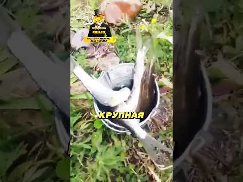 Он поднял бабла на рыбке 🎣🧺