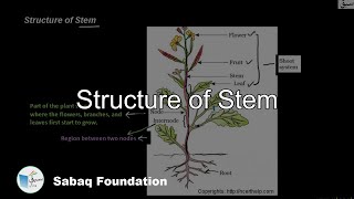 Structure of Stem