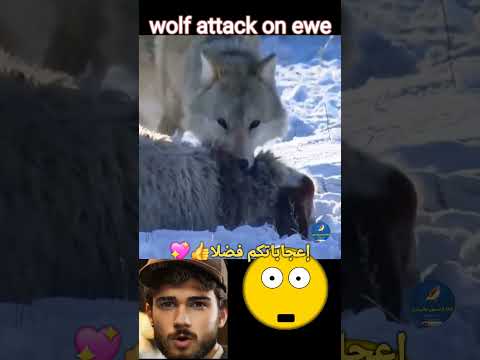 The wolf knows how to paralyze the sheep 😱 الذئب شل حركة النعجة  #wildlife  #animals  #wolf  #الذئب