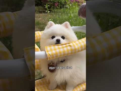 Kursi Sepeda Khusus Untuk Anjing Lucu #shorts