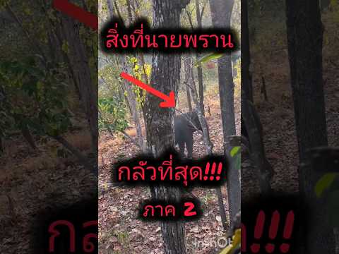 เจอแบบนี้!!!เป็นใครๆก็นิ่ง คำว่า "ช้างเจ้าป่า"ยังน่ากลัวเสมอ#เข้าป่า #หากินตามธรรมชาติ
