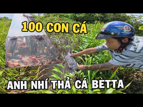 Anh Nhí thả 100 con cá Betta về với sông nước