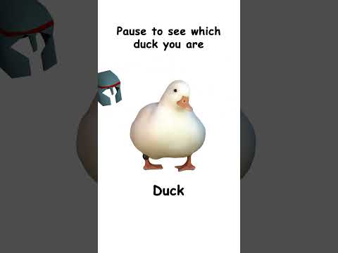 Which duck are you?