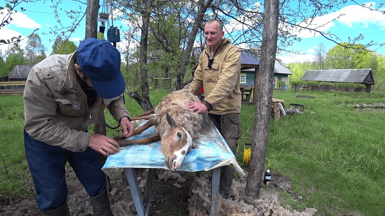 Здесь время остановилось. Жизнь в глухой белорусской деревне в лесу. 255