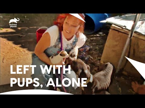 Tia Rescues Mother Dog in Dangerous Neighbourhood | Pit Bulls & Parolees S3 E3 | Animal Planet