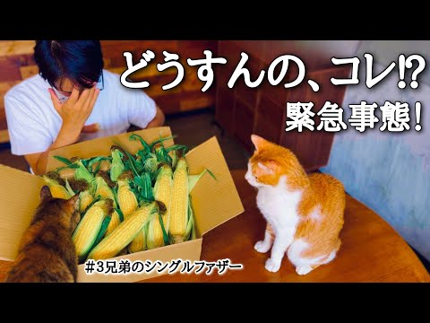 【父、暴走】大量トウモロコシで家族巻き込み→お弁当まで侵食