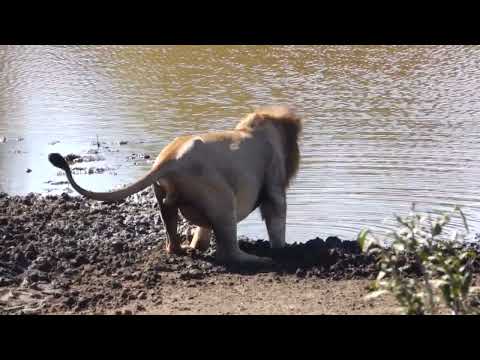 Thirsty Male Lion Drinking LOTS of Water