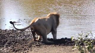 Thirsty Male Lion Drinking LOTS of Water