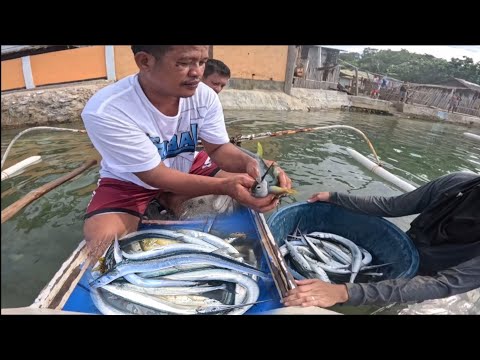 Visitors Naaktuhan Ang  kawan Ng isda!