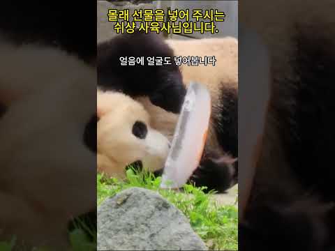 얼음을 받고 행복해 하는 푸바오. 얼음좀 자주 주세요. #푸바오 #fubao #쉬샹 #panda