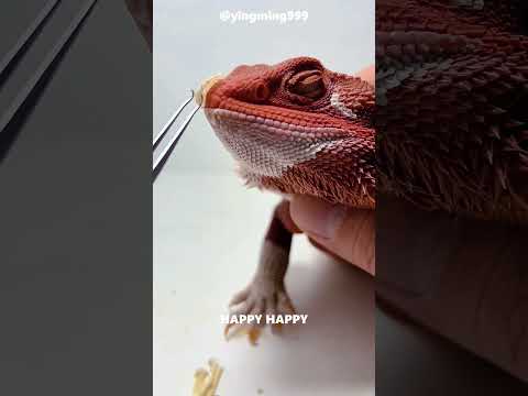 Heartwarming Chameleon Rescue ๐