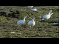 Snow Geese Migration and Behavior