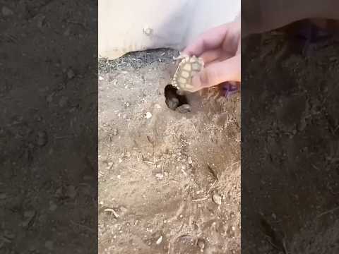 เต่าตัวสุดท้ายที่รอดชีวิต#เผ่ามังกรฟ้า #animals