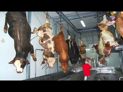 Shock!! Million Of Cow Slaughter & Beef Processing Factory   Doner Kebab Meat Production Technology