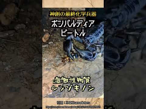 【神が創った最終化学兵器】ボンバルディア・ビートル