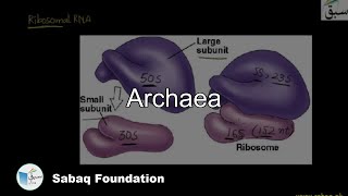 Archaea