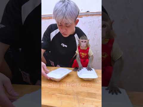 Where's my watermelon, wrong choice of little monkey NaNa#monkey #videoshort #animals